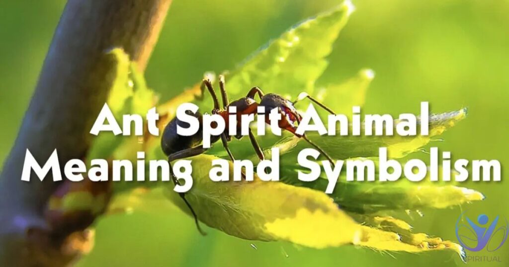 Ant as a Spirit Animal