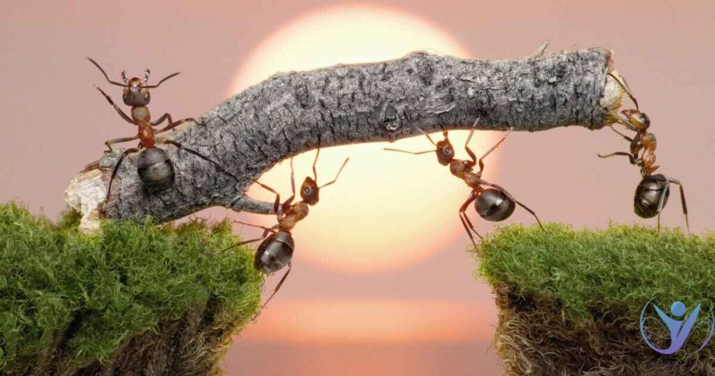 Ants in Dreams