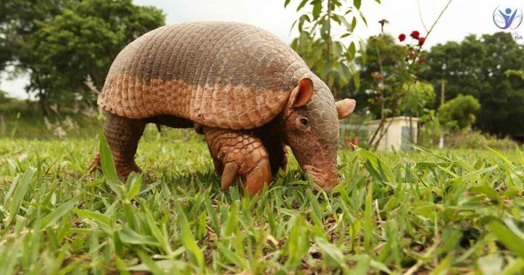 Armadillo Spirit Animal Meaning