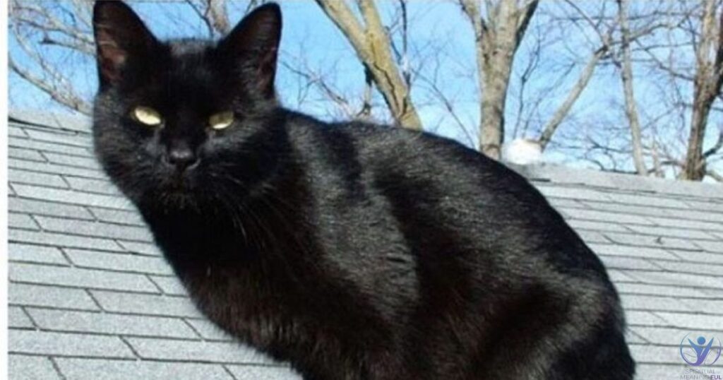 Black Cat Coming To Your House Spiritual Meaning