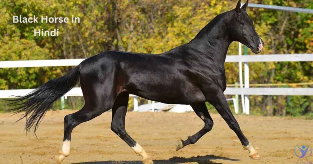 Black Horse in Hindi