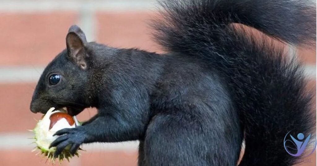 Black Squirrel Meaning