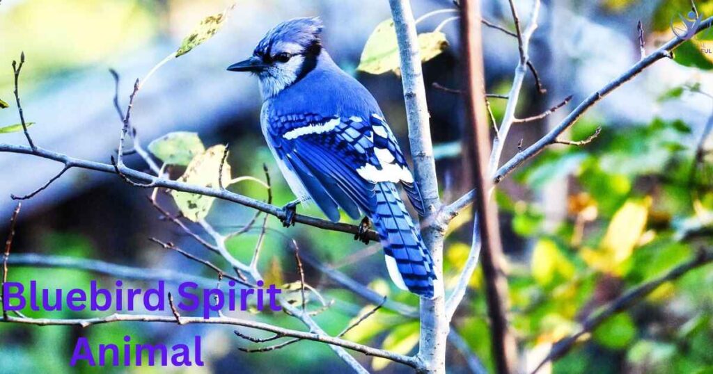 Bluebird Spirit Animal Meaning