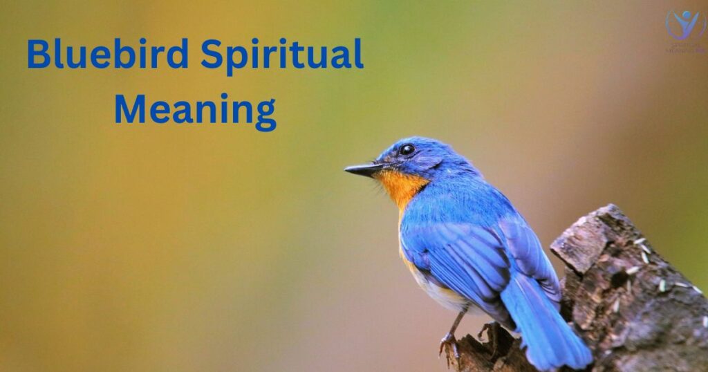 Bluebird Spiritual Meaning