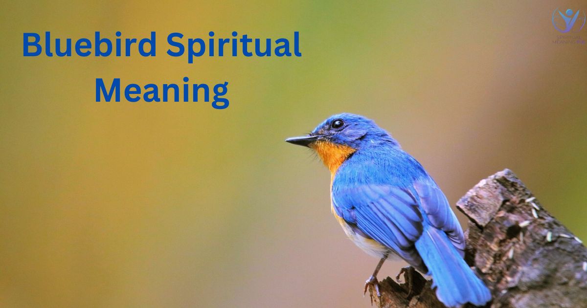 Bluebird Spiritual Meaning