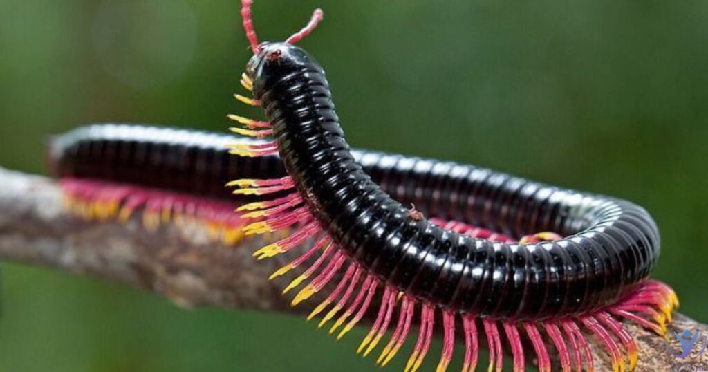 Centipedes In Hindi