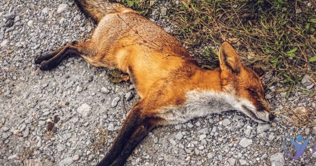 Dead Fox Omen