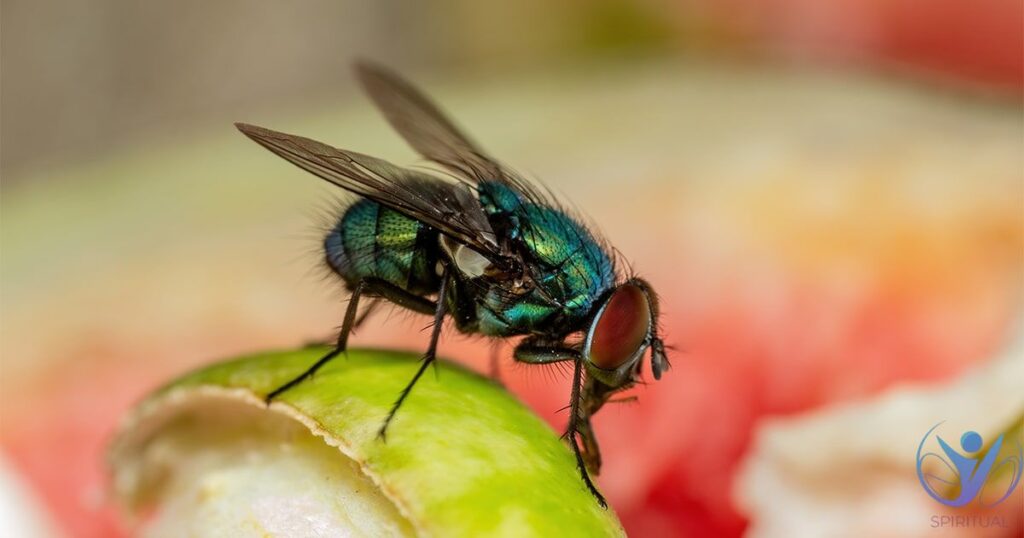 Fruit Fly Spiritual Meaning