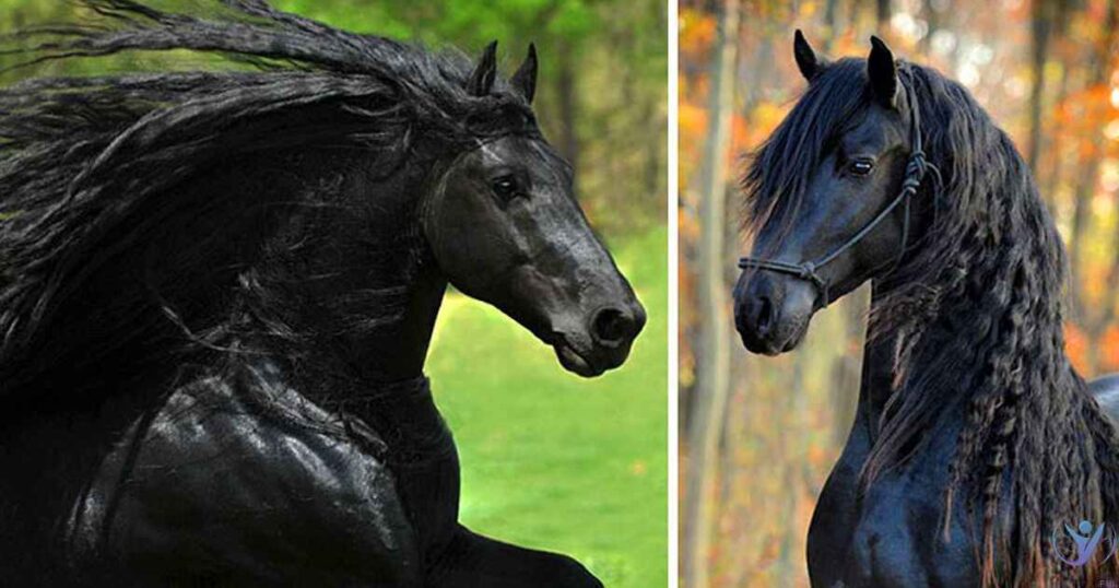 Seeing a Black Horse: Spiritual Meaning