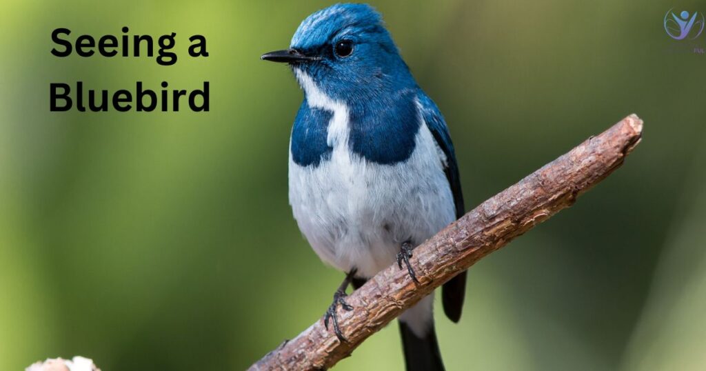 Seeing a Bluebird: Spiritual Meaning