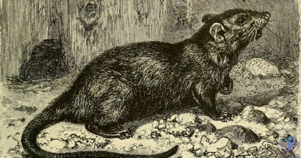 Seeing a Dead Rat: Spiritual Meaning