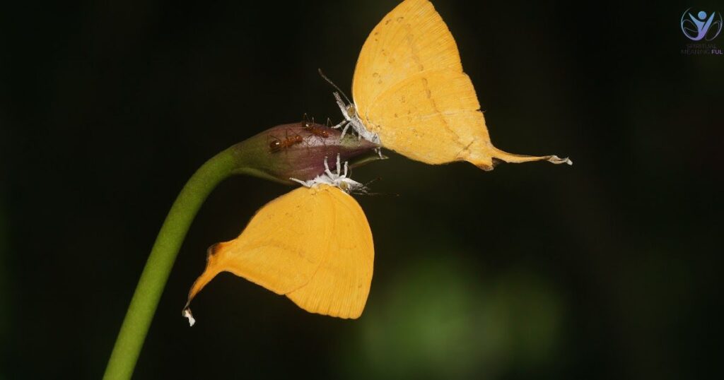 Seeing A Yellow Butterfly Meaning