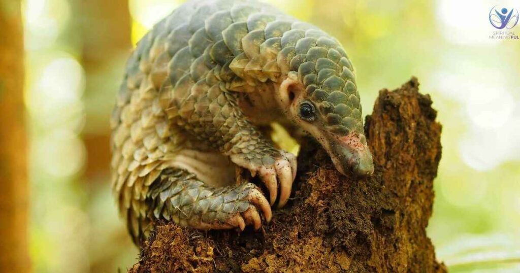 Seeing an Armadillo: Spiritual Meaning