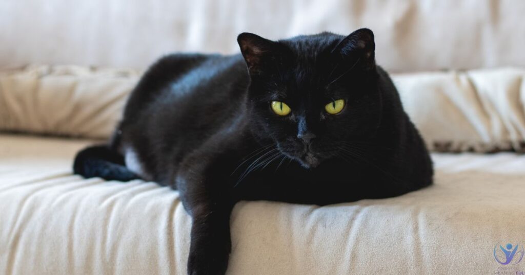 Spiritual Meaning Of Black Cats In Dreams