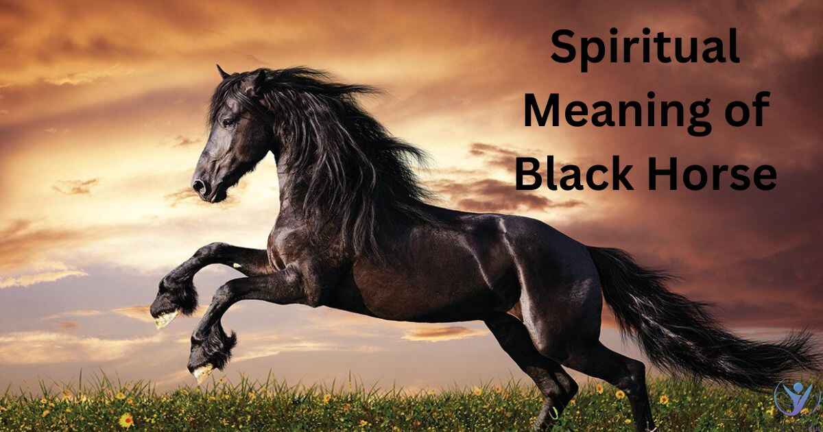 Spiritual Meaning of Black Horse