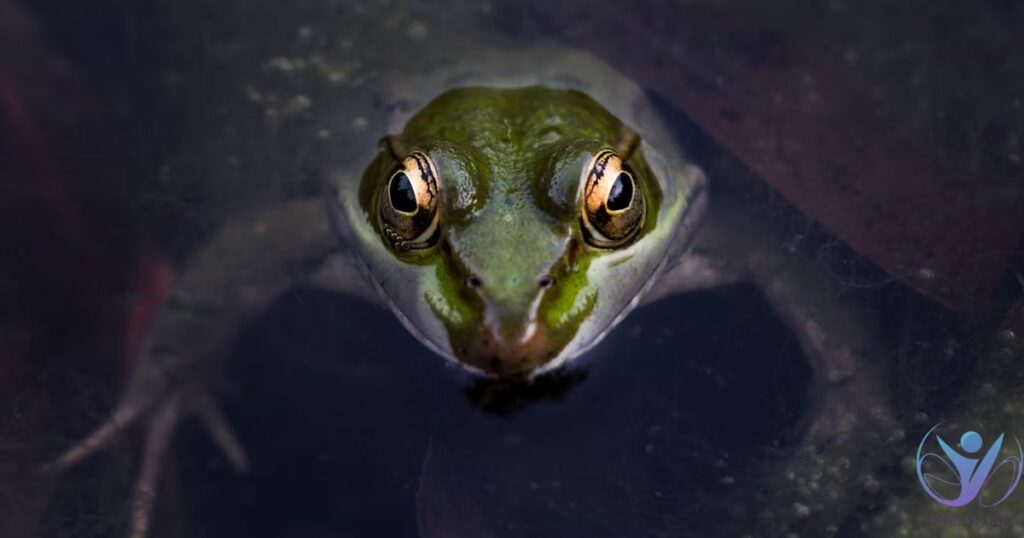 Celtic Symbolism of a Frog