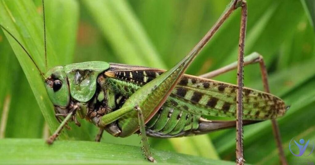 Spiritual Meaning of Green Grasshopper