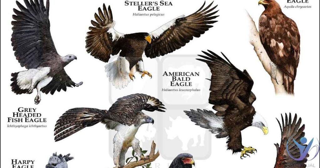 Spiritual Meanings of Different Eagles