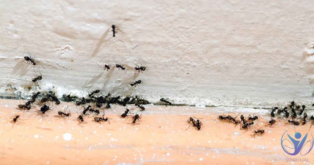 Spiritual Significance of Seeing Ants