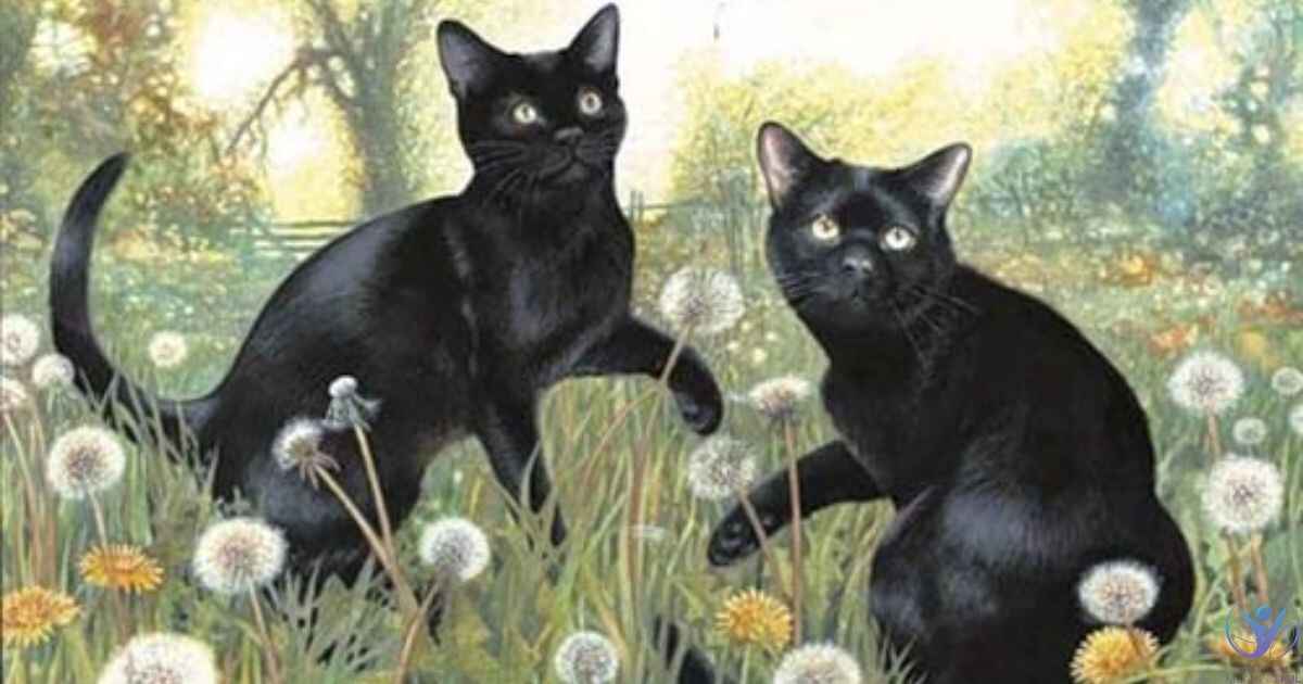 The Spiritual Meaning of a Black Cat