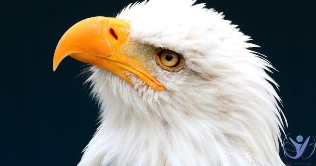 White Eagle Spiritual Meaning