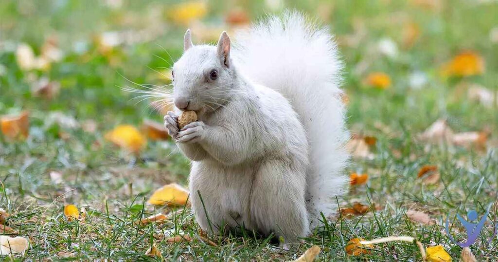 White Squirrel Meaning