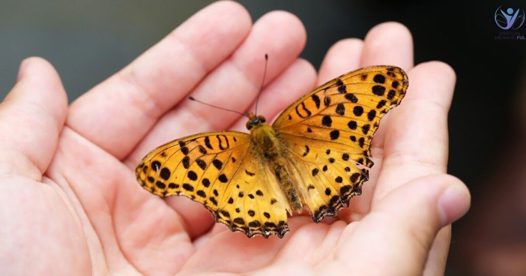 Yellow Butterfly In The House Meaning