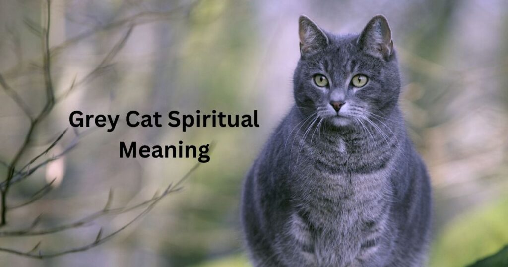 Grey Cat Spiritual Meaning 