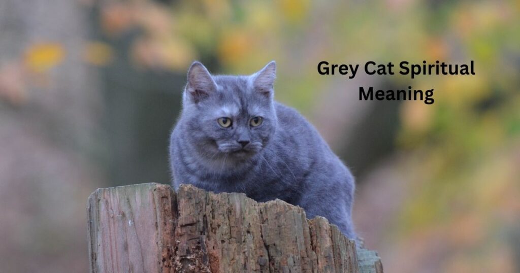 Grey Cat Spiritual Meaning 