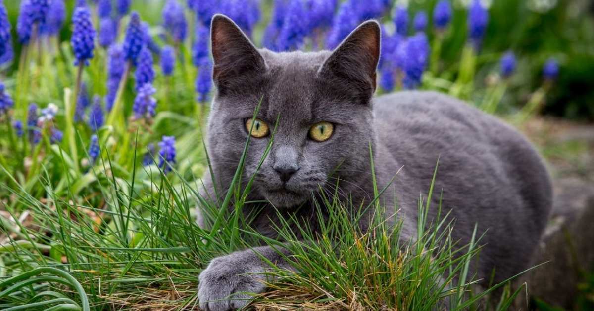 Grey Cat Spiritual Meaning