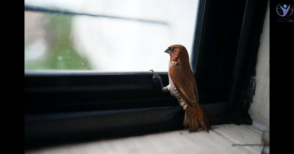 Bird Hit Window Spiritual Meaning