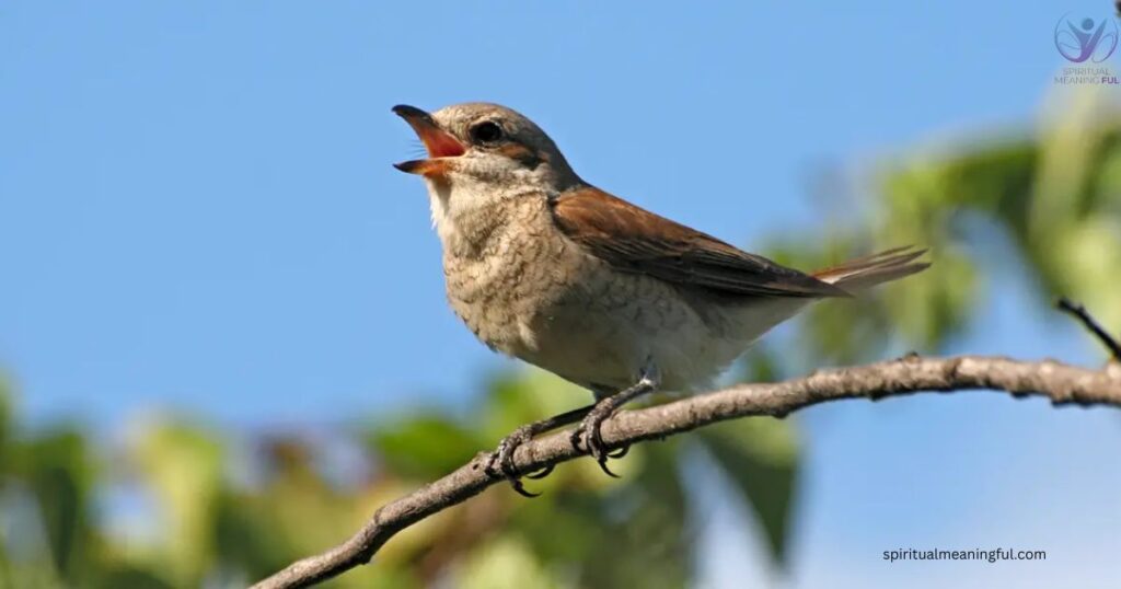 Bird Hit Window Spiritual Messages