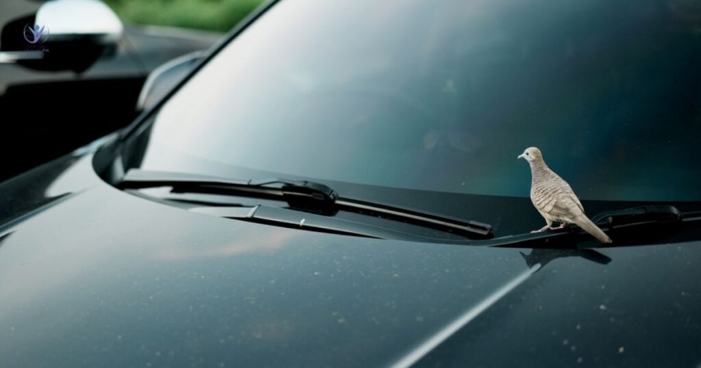 bird while driving spiritual meaning