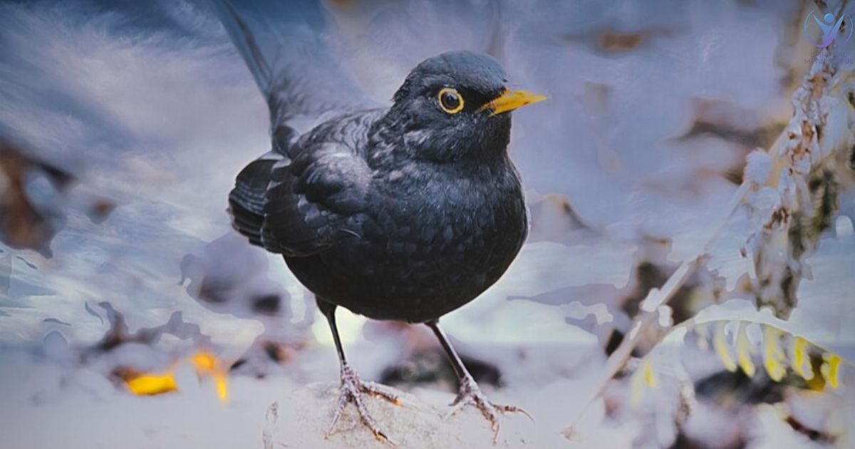 Blackbird Spiritual Meaning