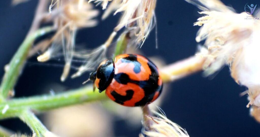 Dead Ladybug Spiritual Meaning