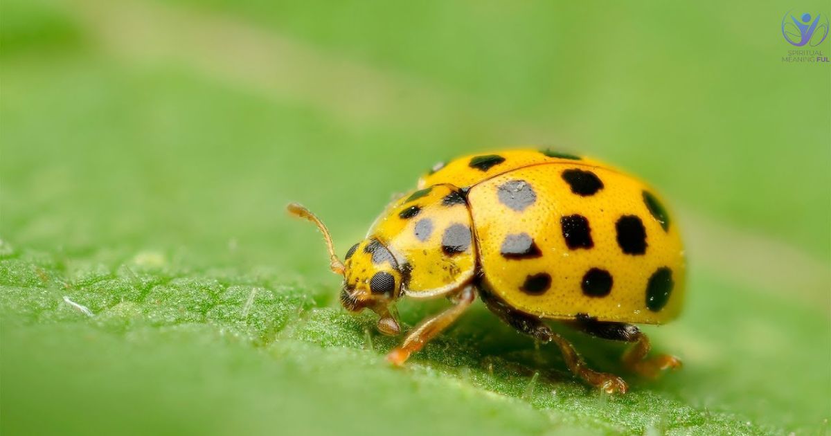 Yellow Ladybug Spiritual Meaning