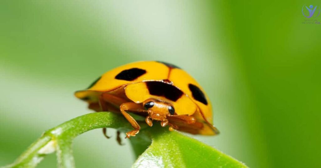 Yellow Ladybug Spiritual Messages